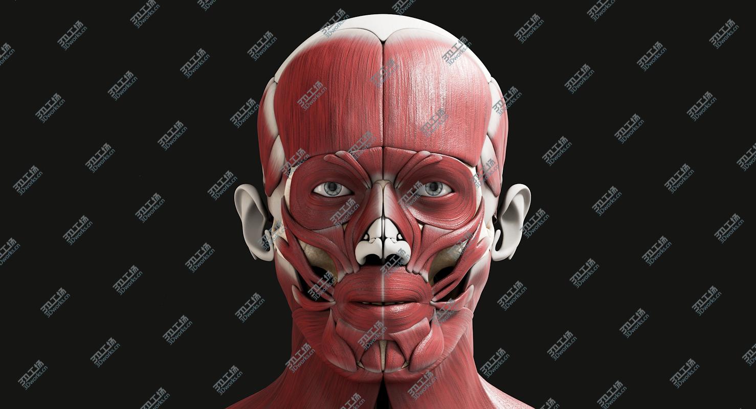 images/goods_img/202104091/3D model Male Skeleton Muscular System/3.jpg